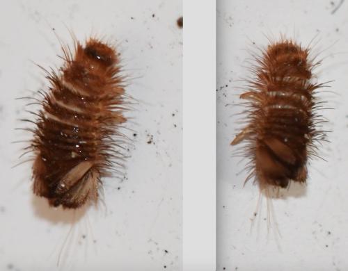 Réf. 297 155 : Anthrenus sp.